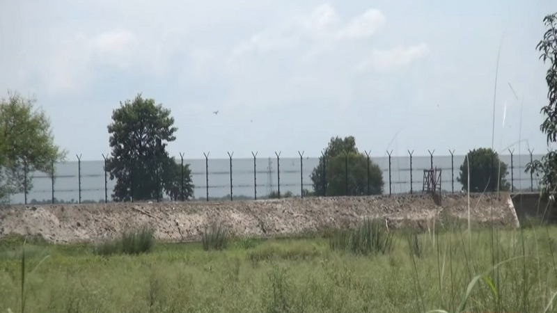 চাঁপাইনবাবগঞ্জ সীমান্তে ফসল নষ্ট করছে ভারতীয় বন্য শুকরের পাল,জমি পাহারা দিতে গিয়ে আহত হচ্ছেন কৃষকরাও